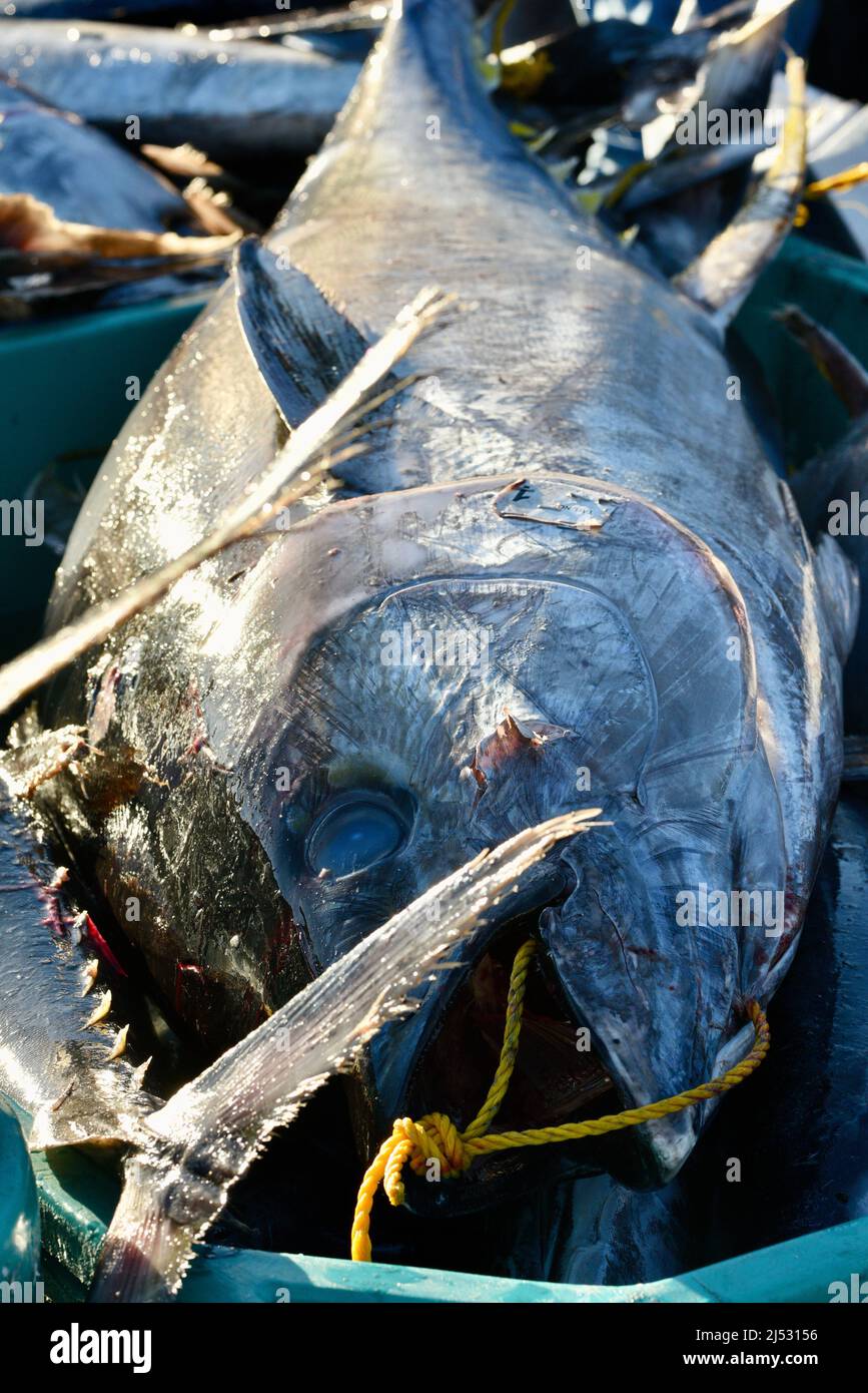 Grande tonno pescato nell'Oceano Pacifico dal pescatore sportivo, pescato, sortito, venduto a Fisherman's Landing, San Diego, California, USA Foto Stock