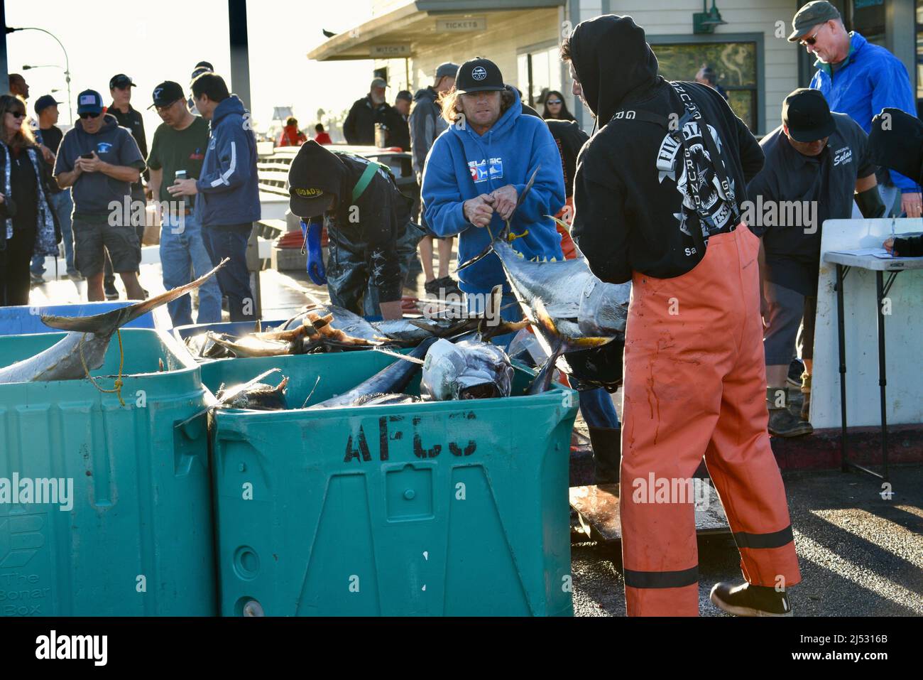 Grande tonno pescato nell'Oceano Pacifico dal pescatore sportivo, pescato, sortito, venduto a Fisherman's Landing, San Diego, California, USA Foto Stock