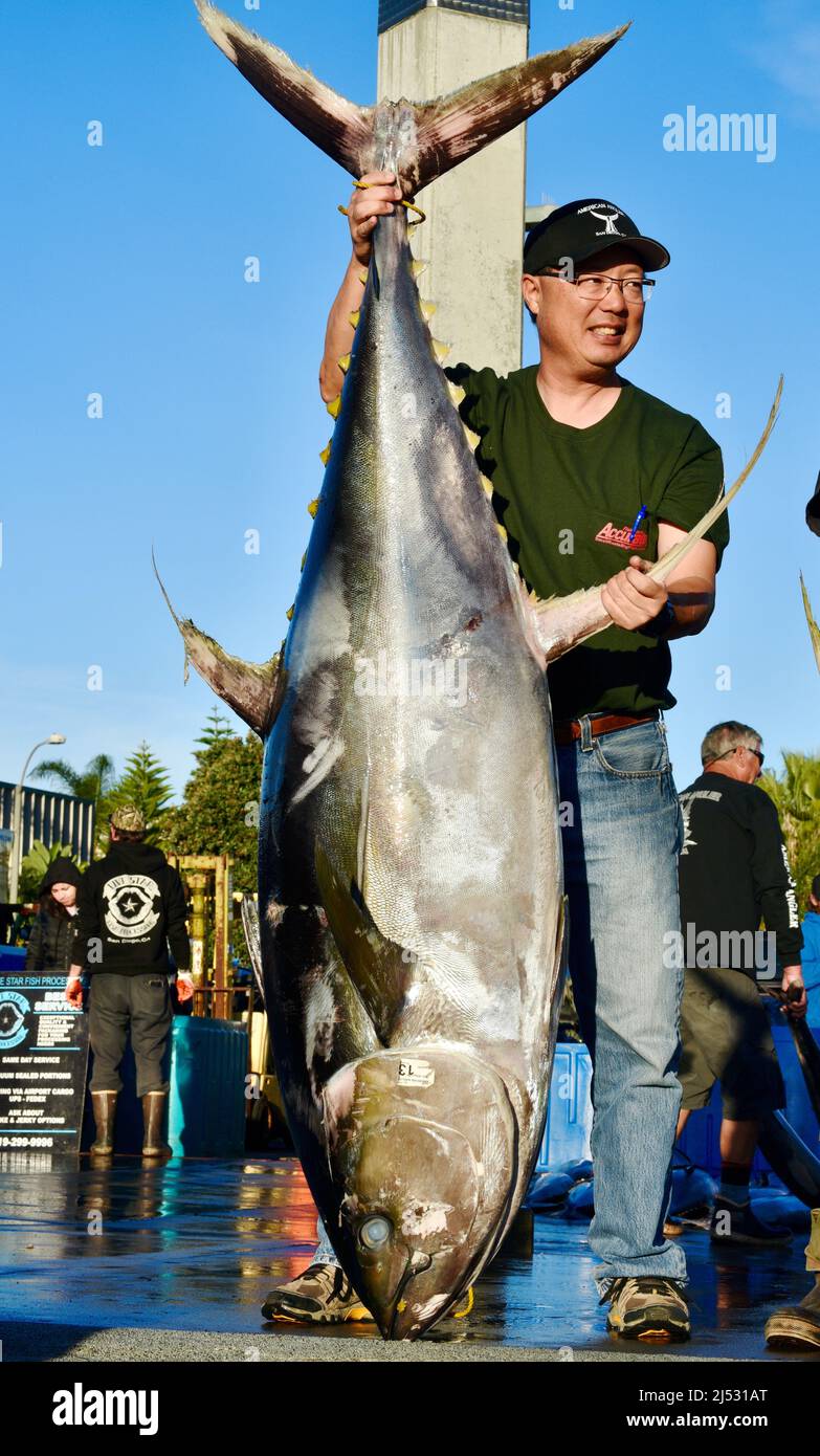Grande tonno pescato nell'Oceano Pacifico dal pescatore sportivo, pescato, sortito, venduto a Fisherman's Landing, San Diego, California, USA Foto Stock
