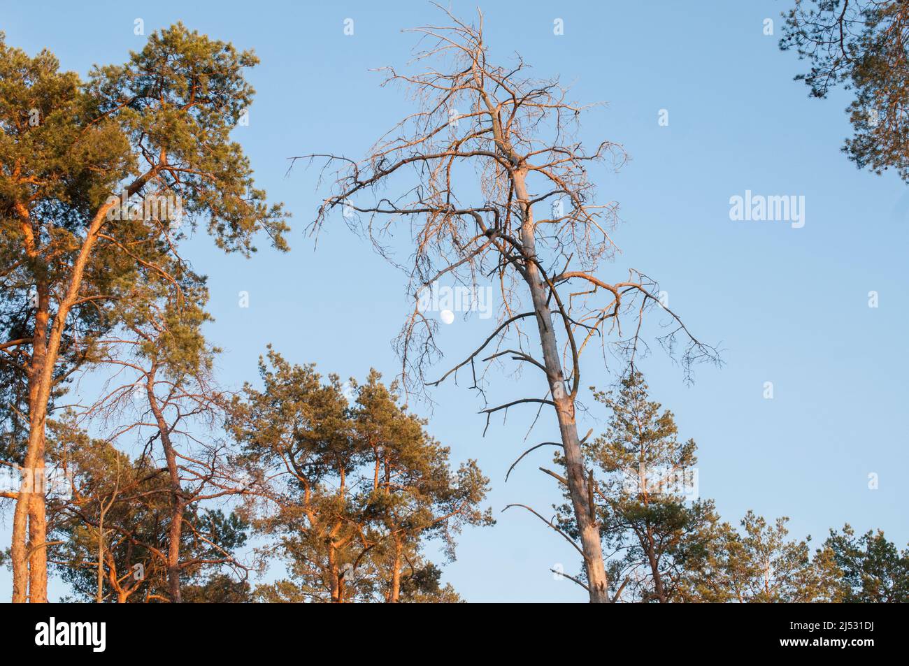 terzo quarto di luna nel cielo della sera con gli alberi Foto Stock