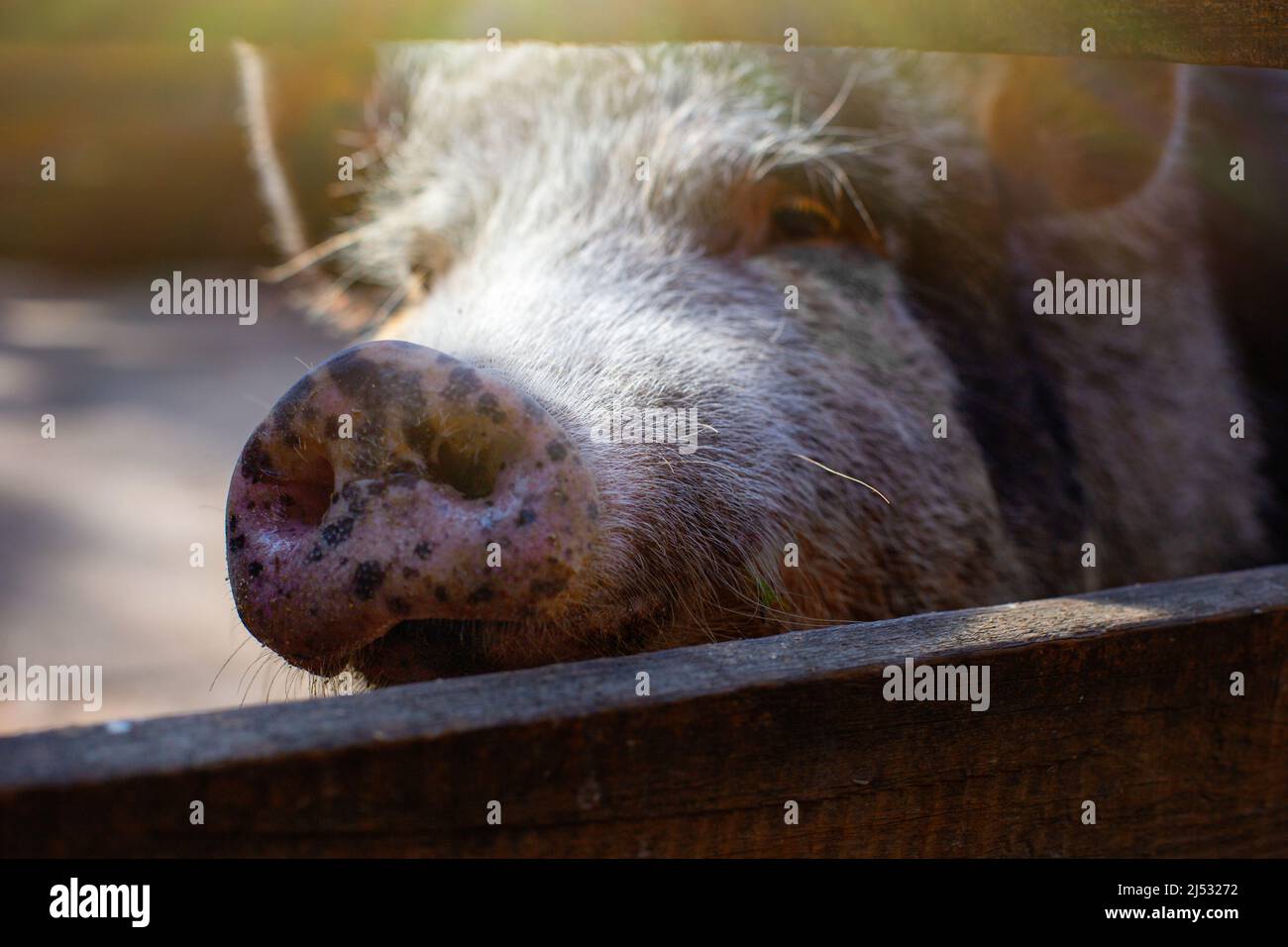 Ravvicinato muso di una razza nera di maiale in piedi in un paddock di legno su una fattoria. Foto Stock