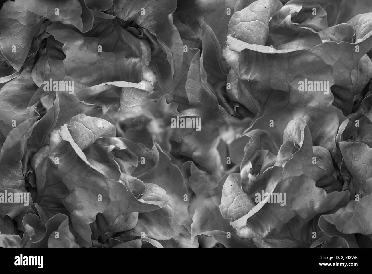 Sfondo Lettuce in diversi colori Baviera Germania Foto Stock