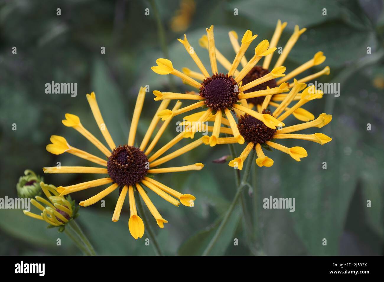 Coneflower dolce (Rudbeckia subtomentosa) Foto Stock