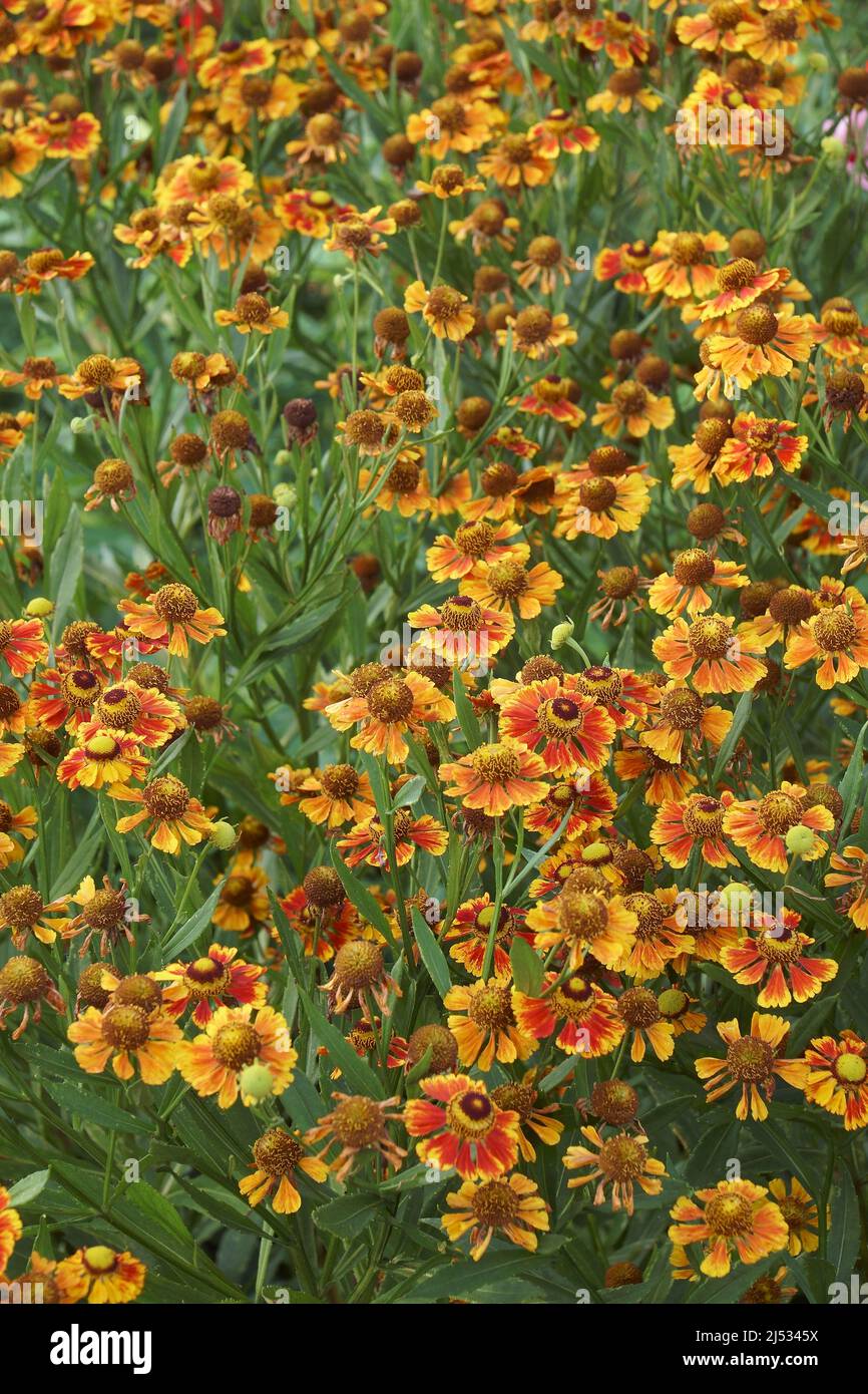 sneezeweed comune (Helenium autumnale). Chiamato grande-fiorito sneezeed anche Foto Stock