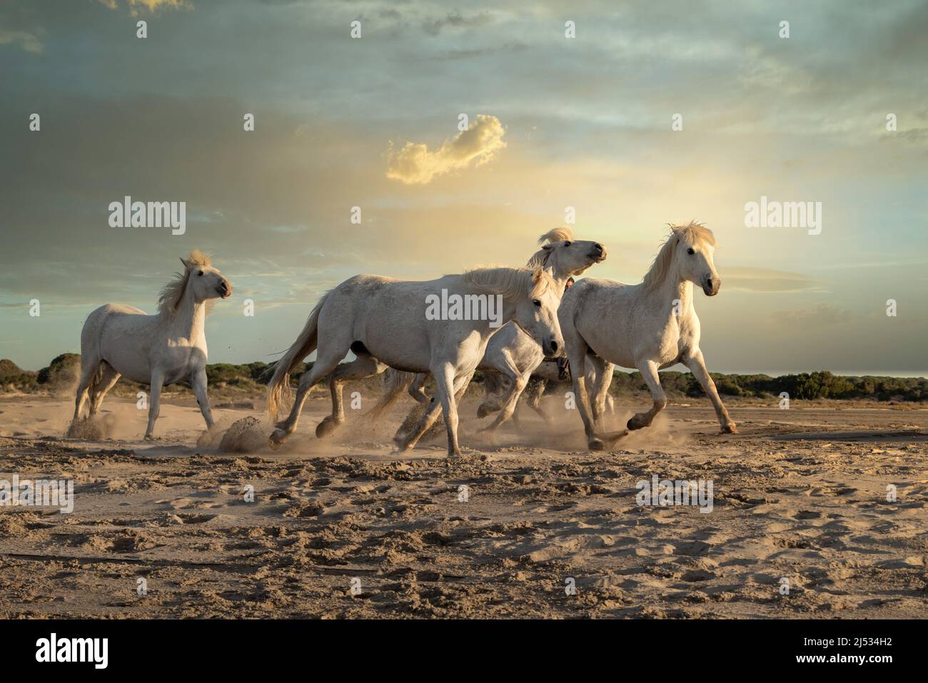 I cavalli bianchi camminano nella sabbia su tutta la costa della Camargue, a sud della Francia Foto Stock