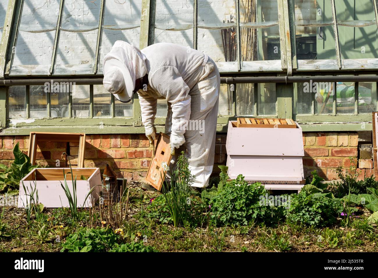 Apicoltore che raccoglie miele da alveare di api in tuta da apicoltura Foto Stock