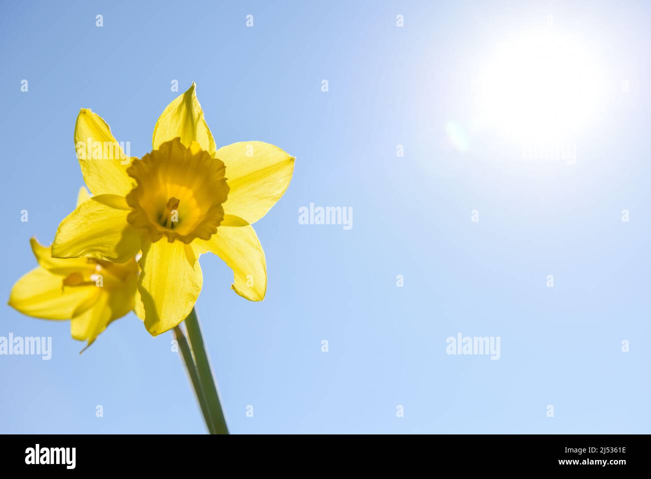 Sfondo pasquale di cielo blu con sole e fiore giallo daffodil Foto Stock