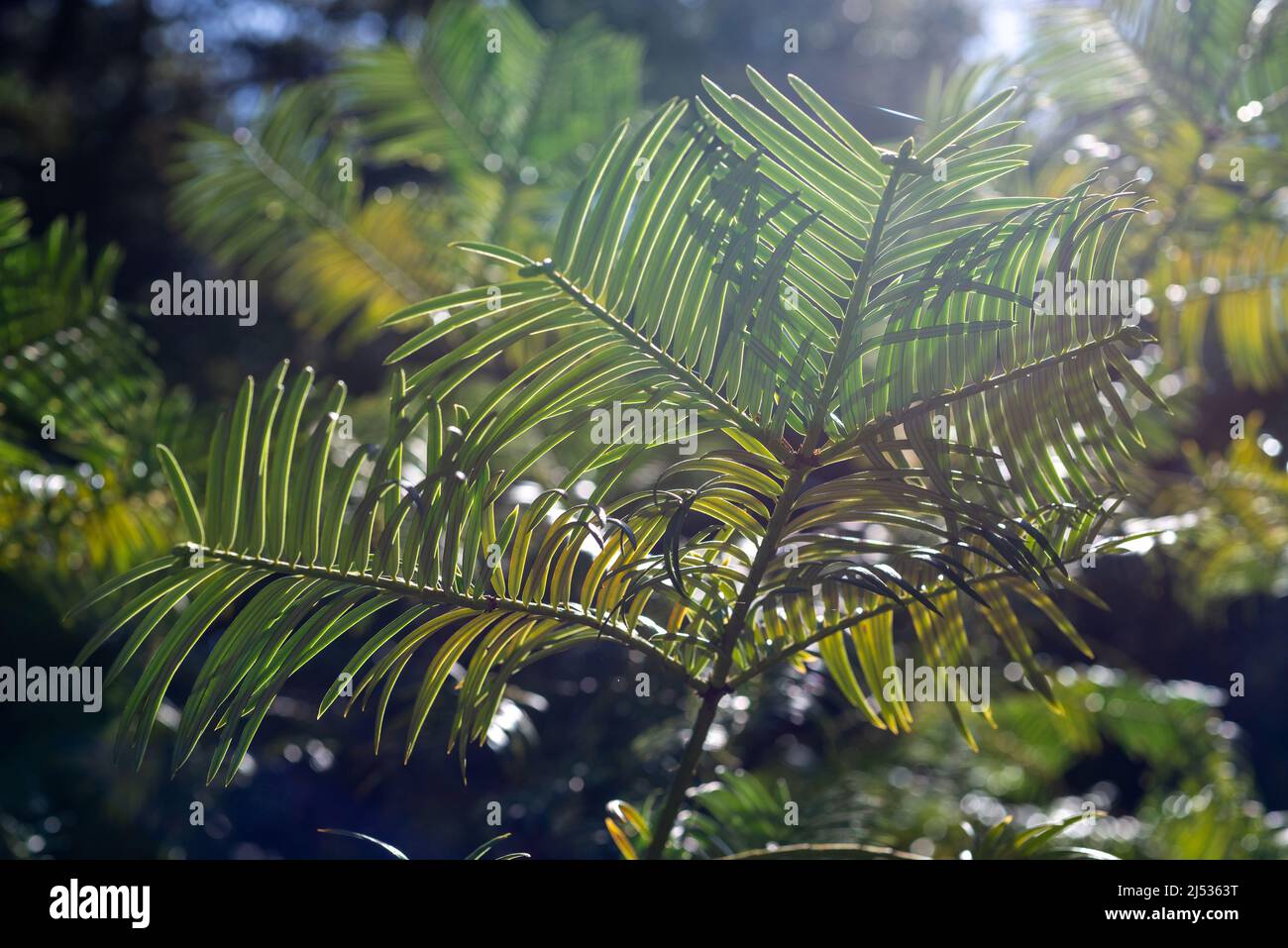 Un ramoscello di un albero di conifere nella morbida luce della primavera. Foto Stock