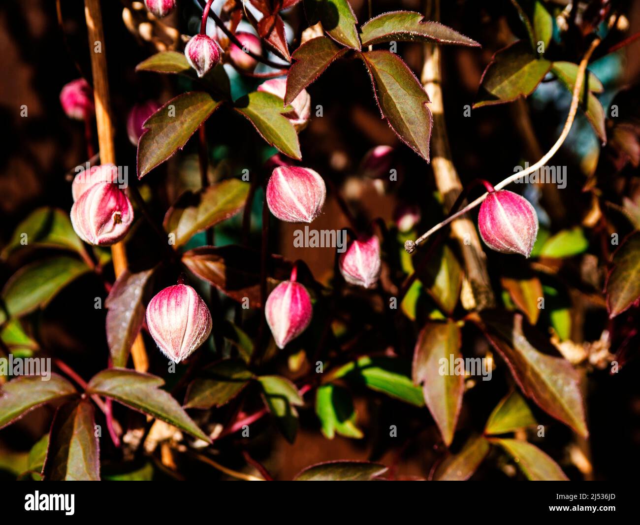 Deliziosamente profumato, Clematis montana 'Rubens' è un grande scalatore deciduo con affascinanti, singoli, fiori rosa pastello, 2 pollici attraverso Foto Stock