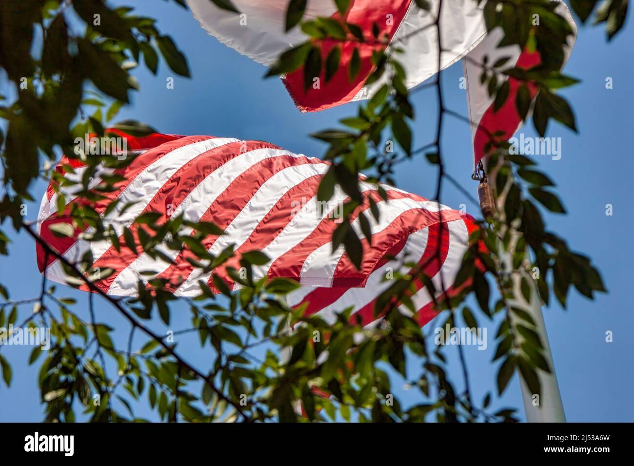 Le bandiere americane e della Florida volano all'università della Florida del sud a Tampa, Florida. Foto Stock