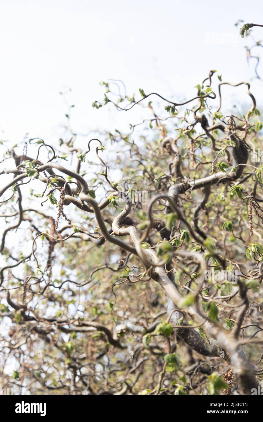 Corylus avellana 'contorta' - arbusto del bastone di Harry Lauder. Foto Stock