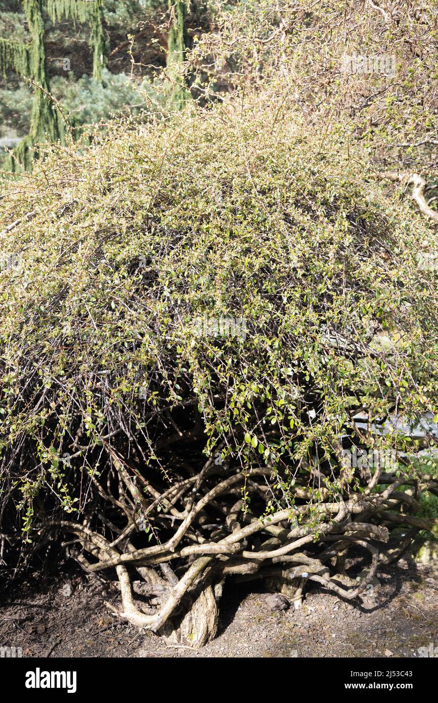 Cotoneaster dammeri 'Coral Beauty'. Foto Stock