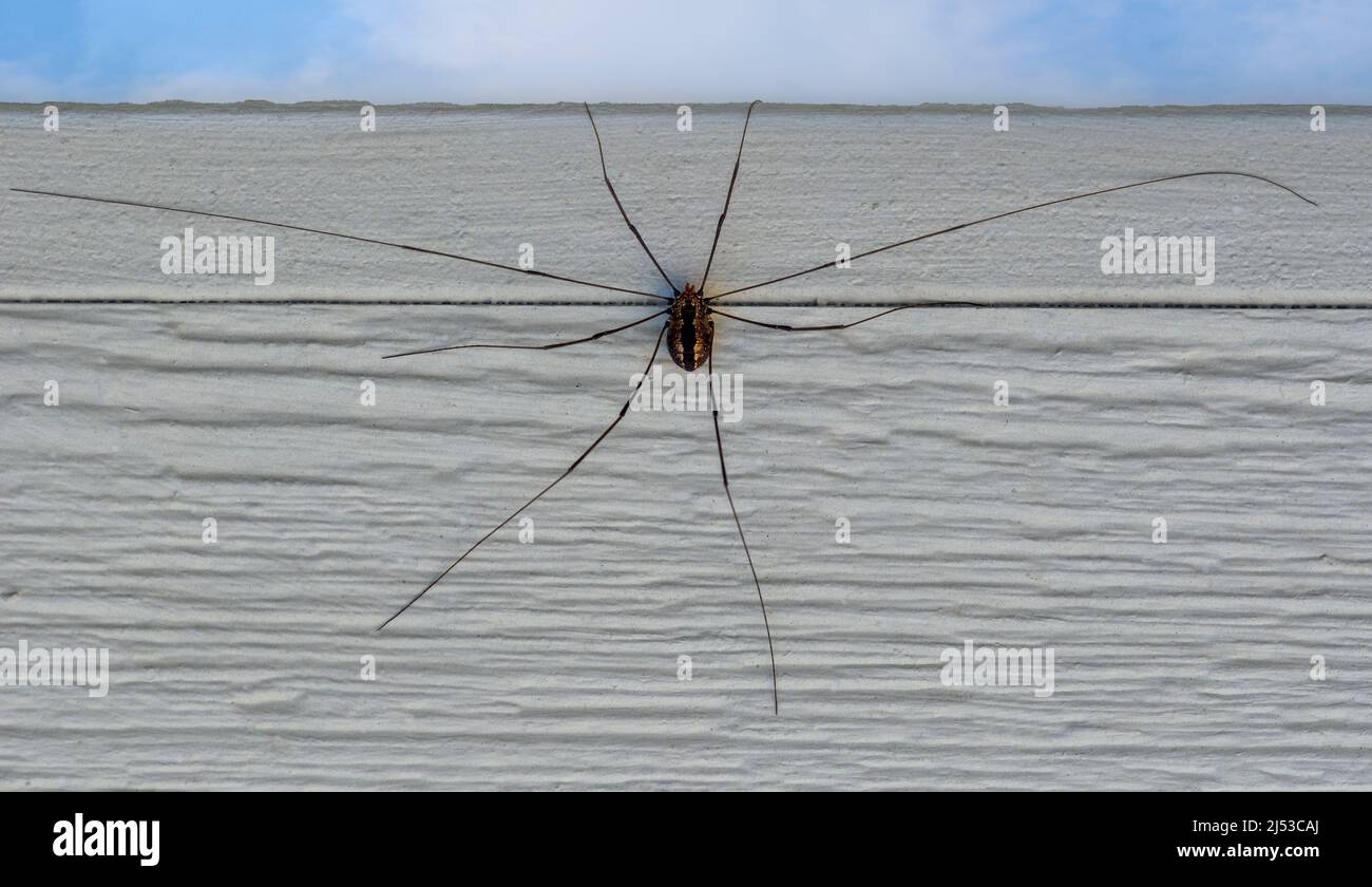 Harvestman orientale, Leiobunum vittatum, in cima alla recinzione di legno, un aracnide, non un ragno, Harvestmen non hanno fangs, non sono velenosi, non mordere. Foto Stock