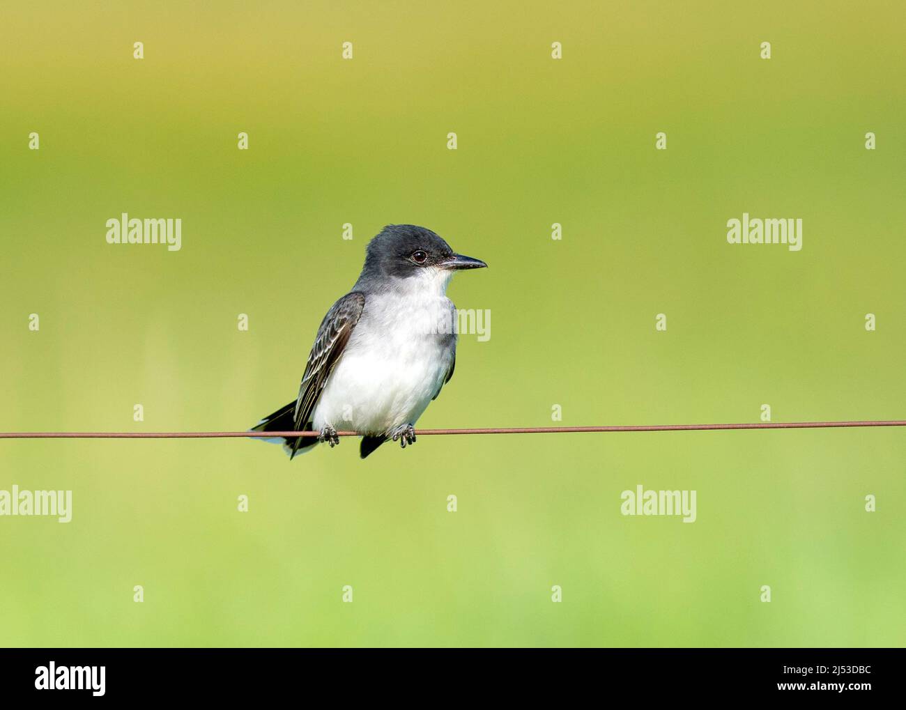 Eastern Kingbird appollaiato su una linea di recinzione Foto Stock