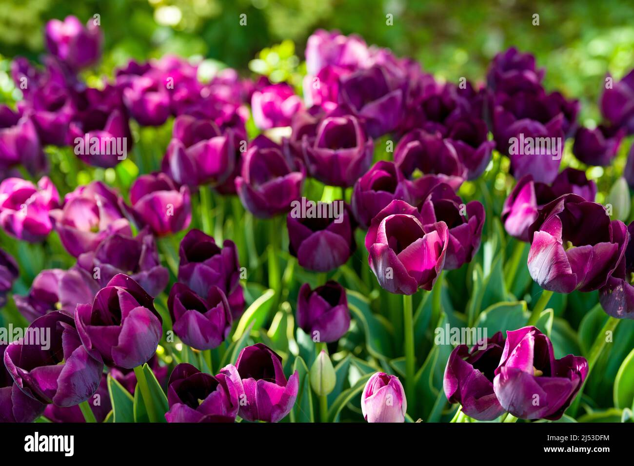 Tulipani che fiorisce in un giardino pittoresco Foto Stock
