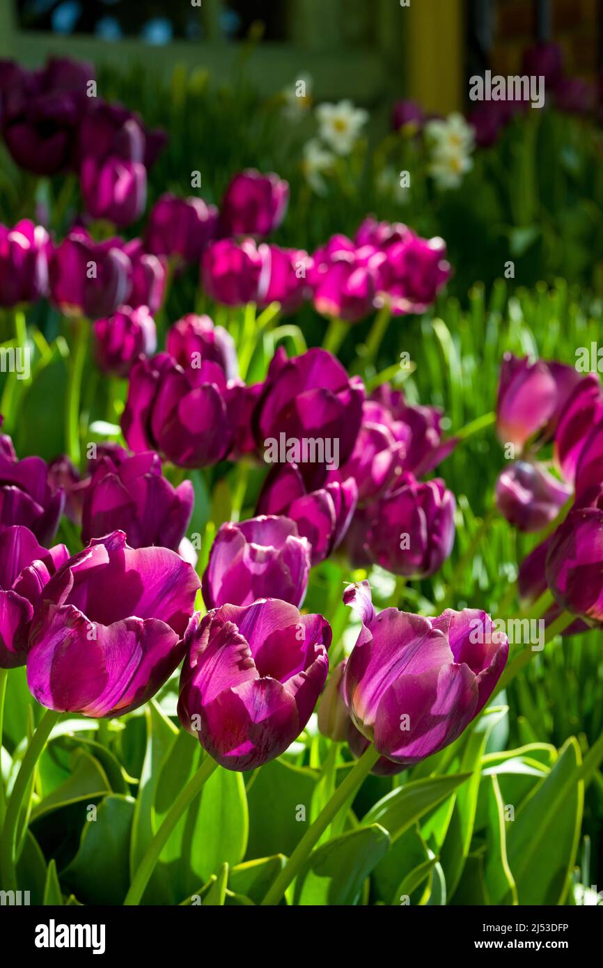Tulipani che fiorisce in un giardino pittoresco Foto Stock