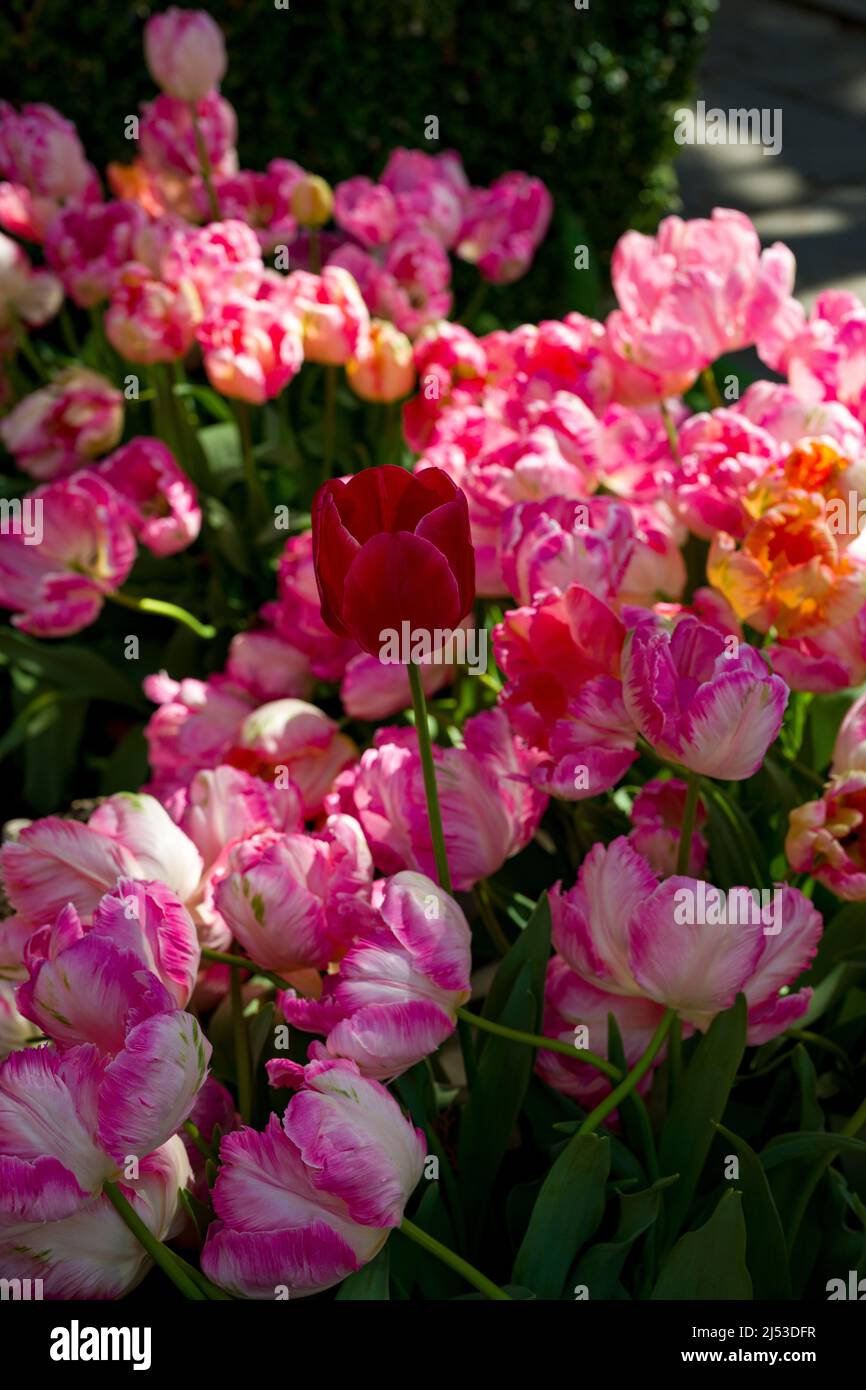 Tulipani che fiorisce in un giardino pittoresco Foto Stock