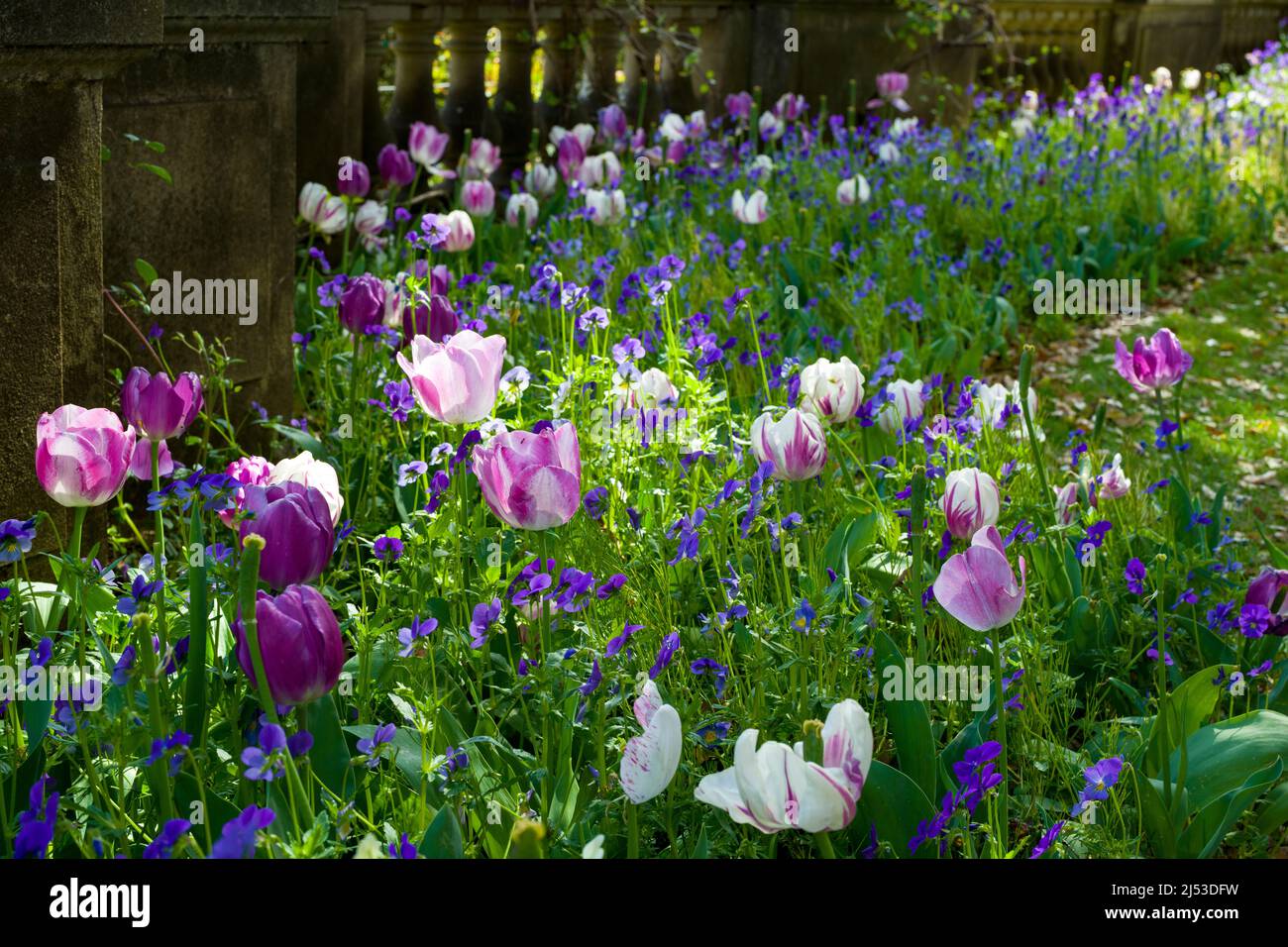 Tulipani che fiorisce in un giardino pittoresco Foto Stock