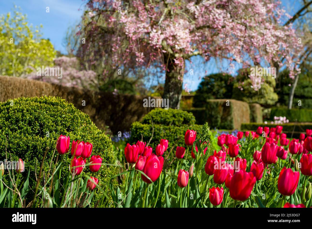 Tulipani che fiorisce in un giardino pittoresco Foto Stock
