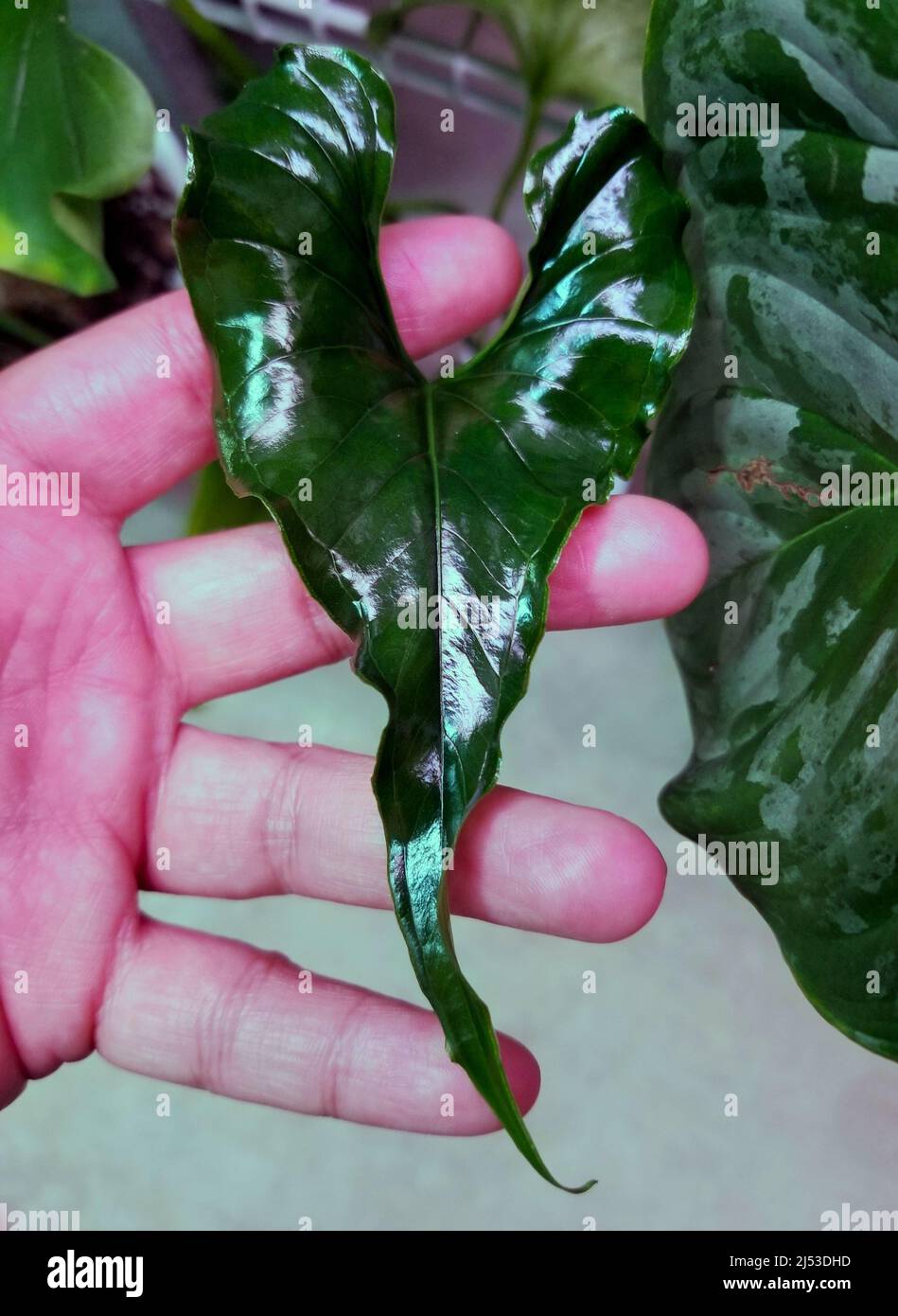 Primo piano della bellissima e unica foglia lucida di Anterhurium Lentii Foto Stock