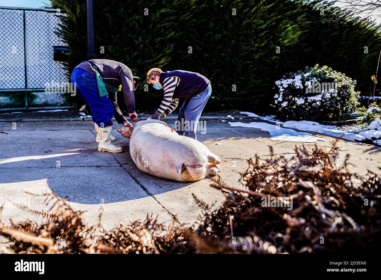 Burgos, Spagna. 7th Jan 2021. Una coppia taglia gli zoccoli del maiale per bruciarli con le felci. Una famiglia prepara il maiale per bruciare il peso e utilizza la sua carne per fare budino nero, salsicce e pancetta. (Credit Image: © Jorge Contreras Soto/SOPA Images via ZUMA Press Wire) Foto Stock