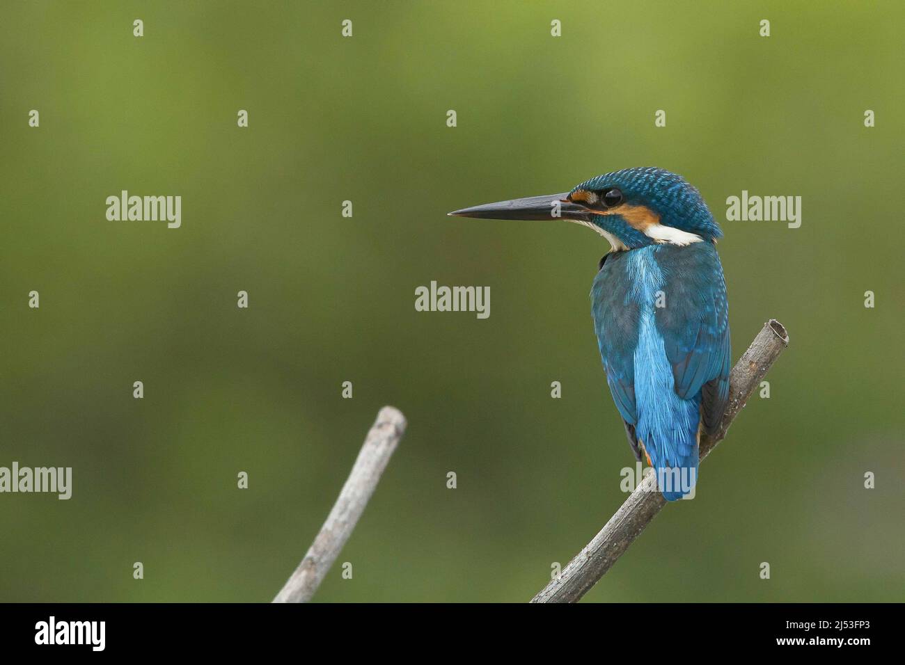 Kingfisher comune Foto Stock