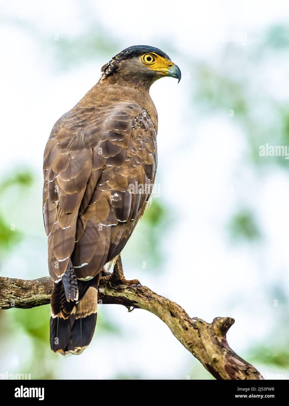 Crested Hawk Eagle arroccato su un albero Foto Stock