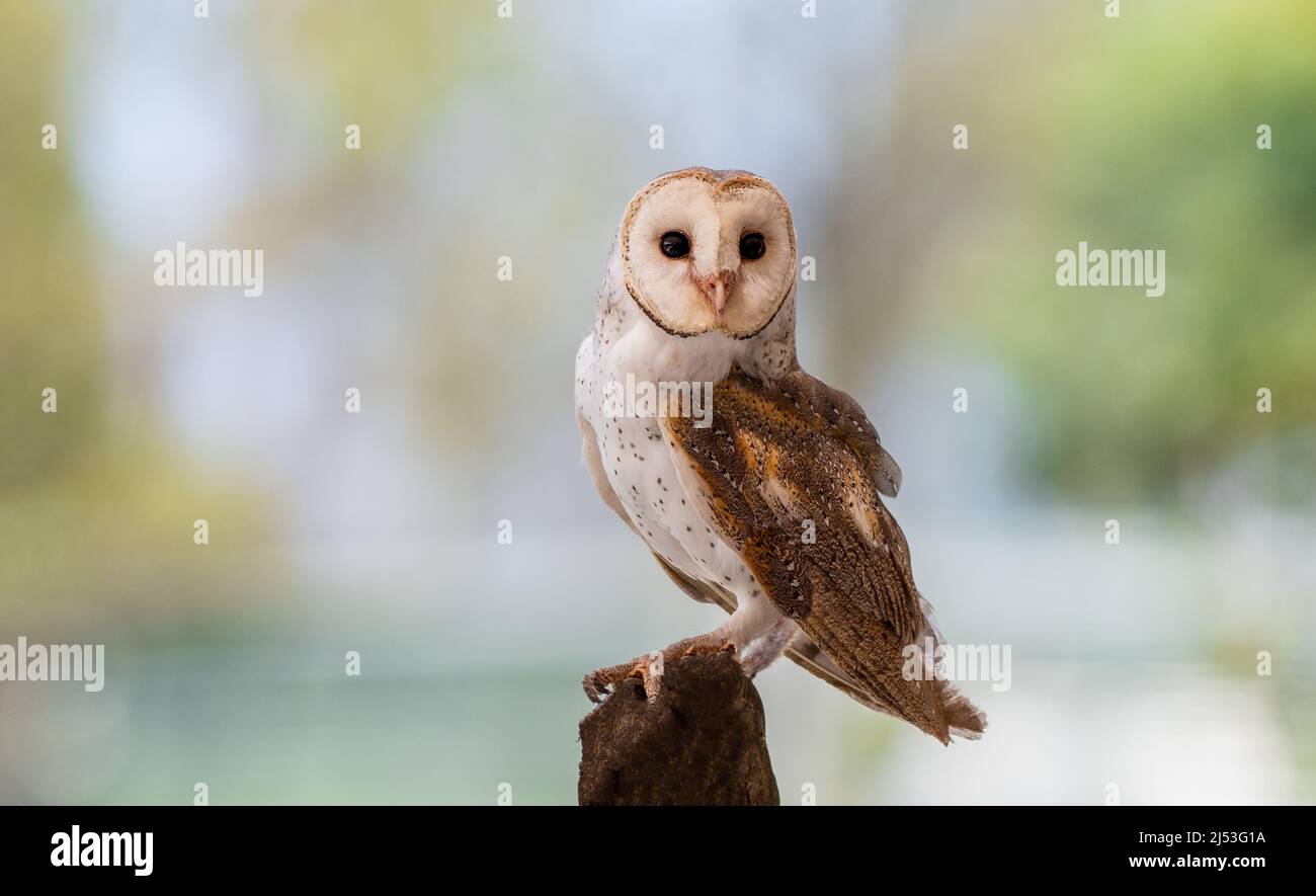 Il fienile giovanile deve su un ceppo alla ricerca del suo prossimo pasto Foto Stock