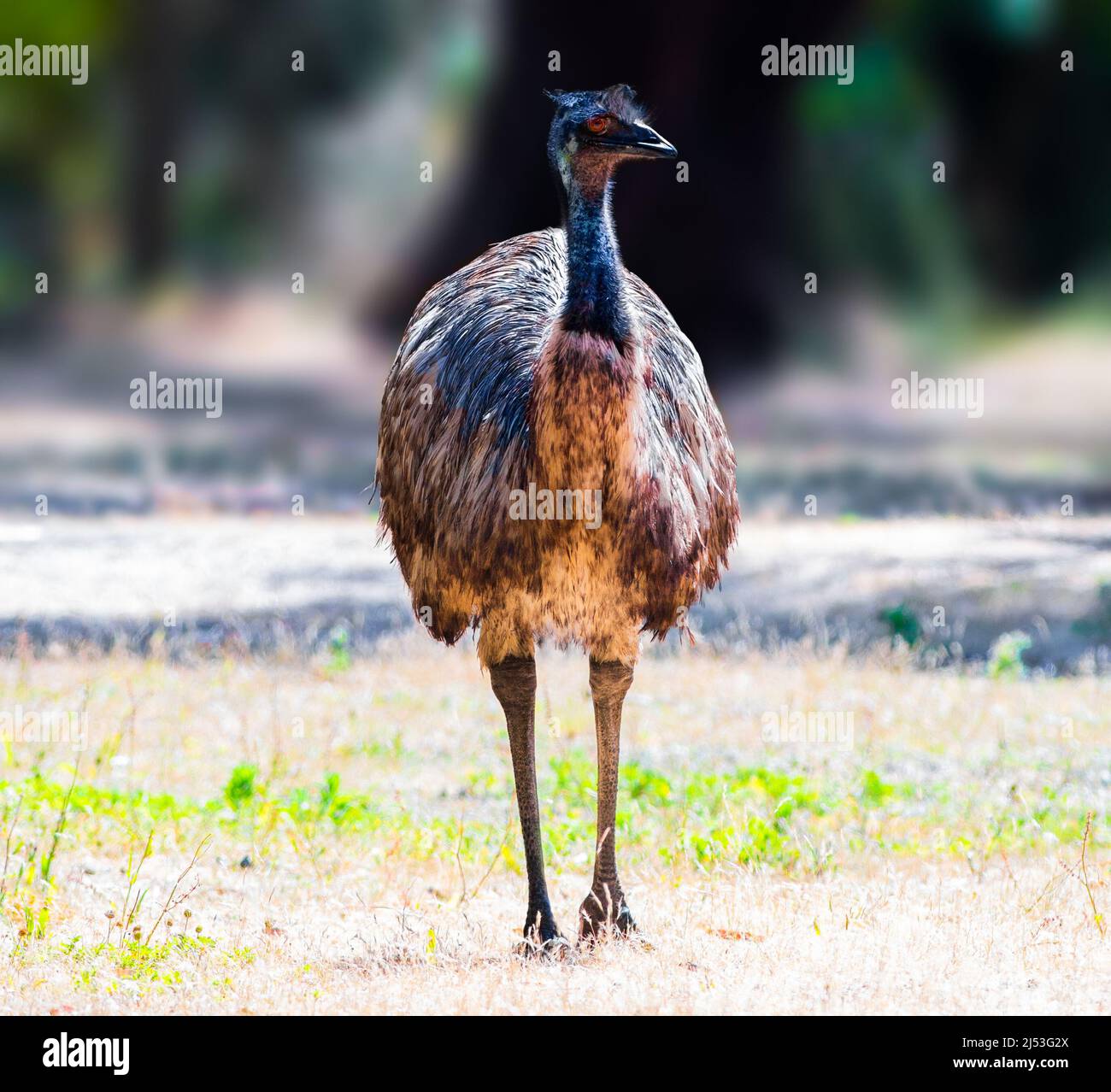 Emu uccello fare una passeggiata in un parco in Australia Foto Stock