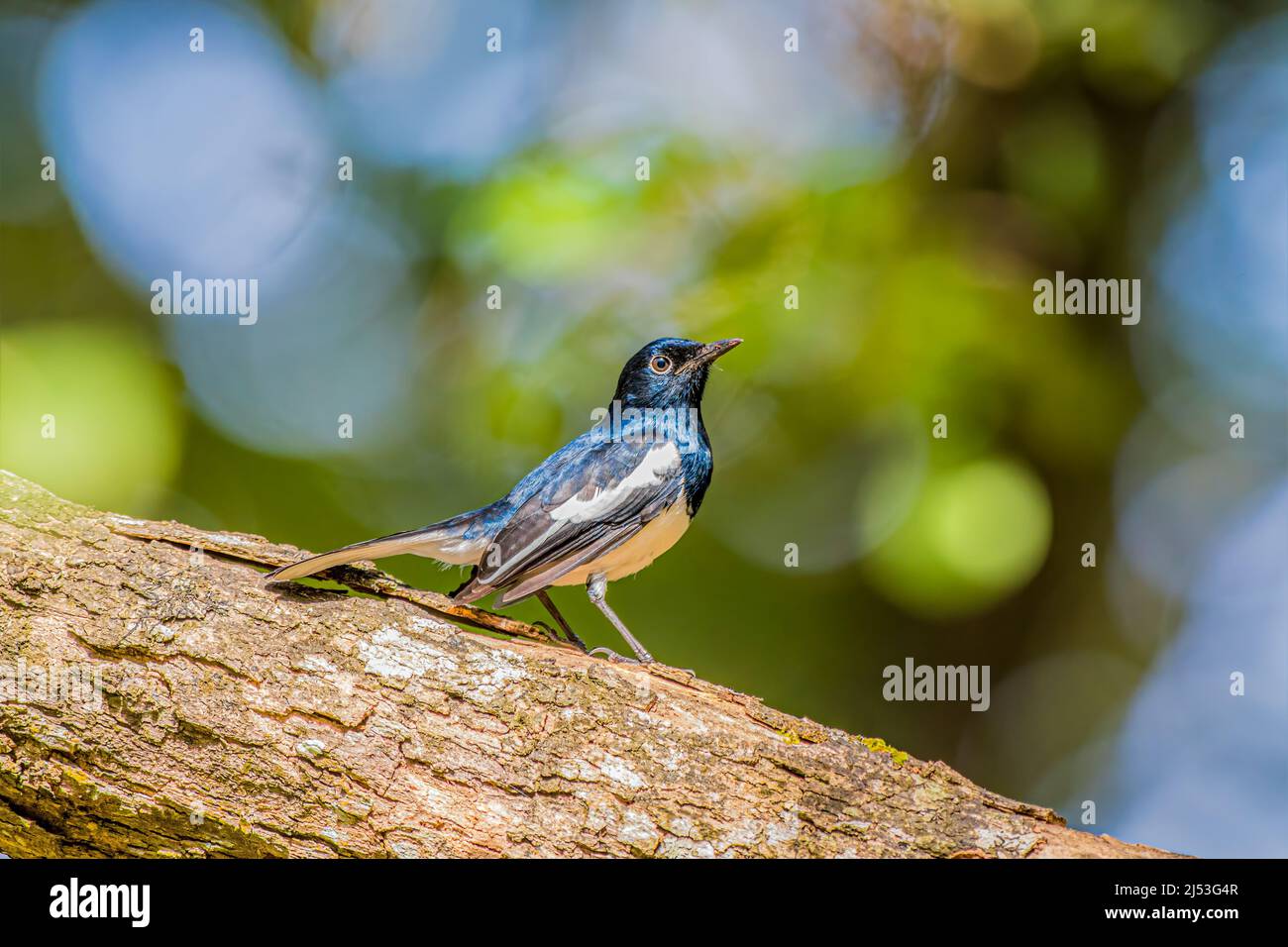 Oriental Magpie-Robin arroccato su un albero in Africa Foto Stock