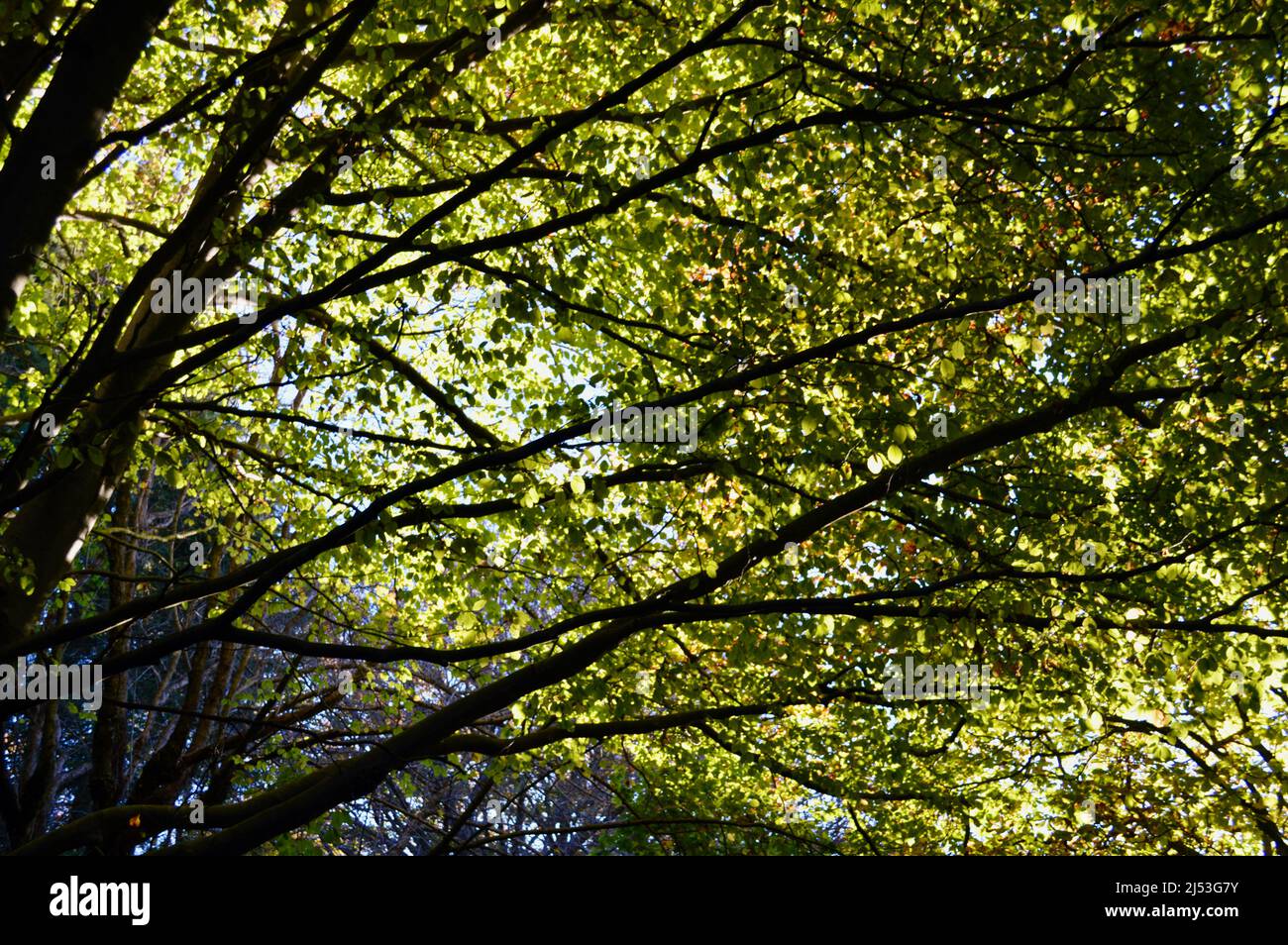 La luce del sole filtra attraverso le foglie al Monte Wilson Foto Stock