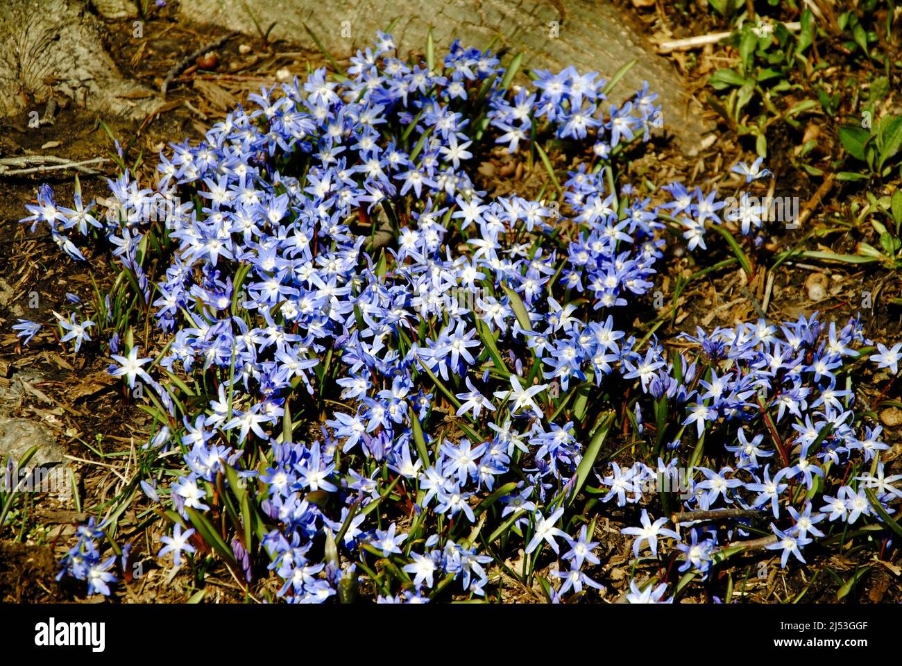 Campo di piccoli fiori blu a Lakewood, Ohio Foto Stock