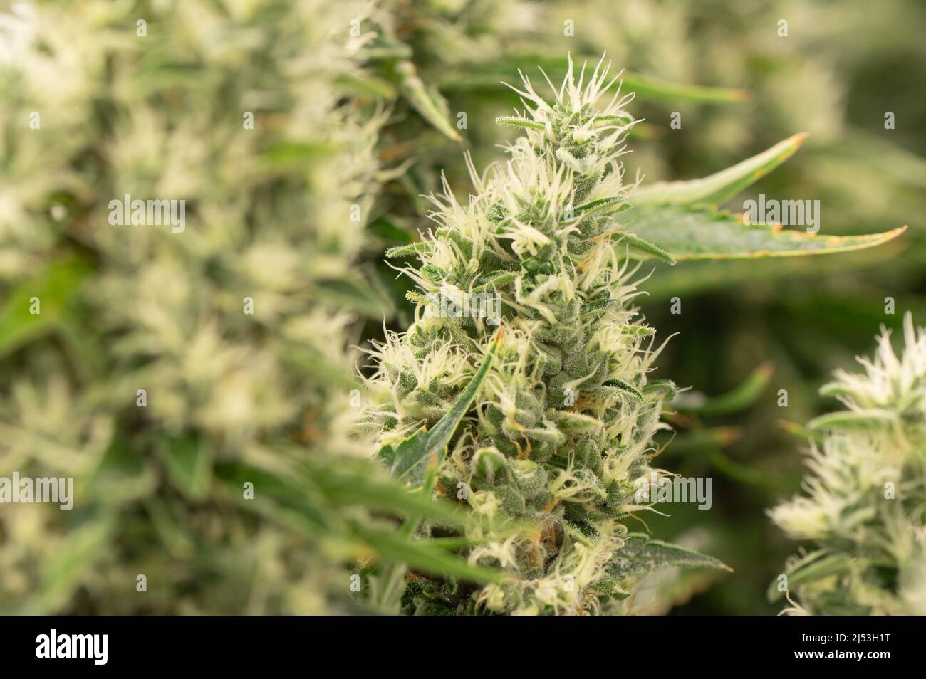 Ebersbach, Germania. 15th Mar 2022. Le piante di cannabis crescono in una stanza dei fiori presso la società farmaceutica Demecan. L'azienda, fondata nel 2017, è una delle tre che l'Istituto Federale per le droghe e i dispositivi medici ha permesso di coltivare cannabis in Germania. (A dpa 'la compagnia farmaceutica tedesca consegna cannabis medica') Credit: Sebastian Kahnert/dpa-Zentralbild/dpa/Alamy Live News Foto Stock