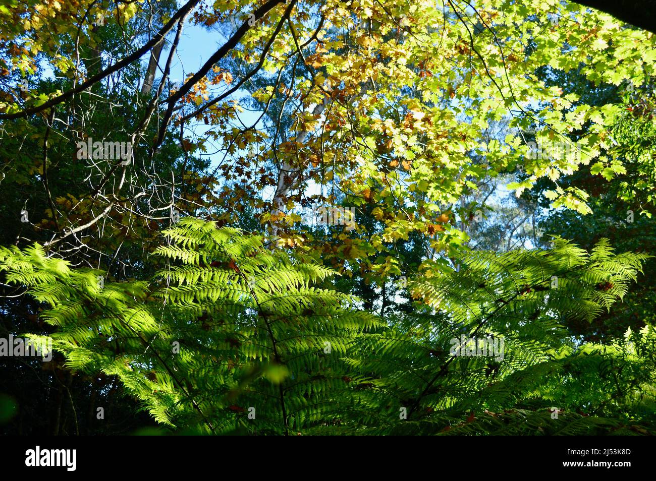L'autunno parte in una giornata di sole a Mount Wilson Foto Stock