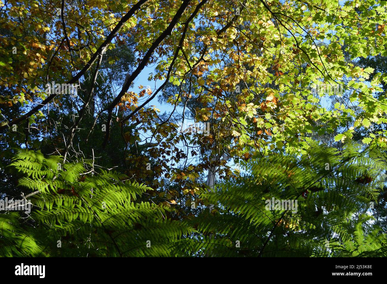 L'autunno parte in una giornata di sole a Mount Wilson Foto Stock
