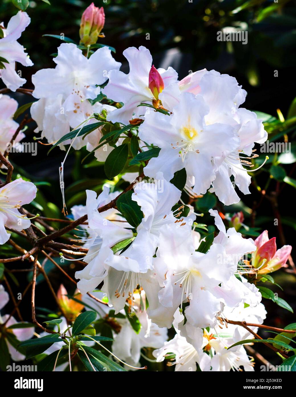 Fiori bianchi di rododendro nel giardino. Primo piano di un rododendro con fiori bianchi. Bella texture sfondo in fiore. Foto Stock