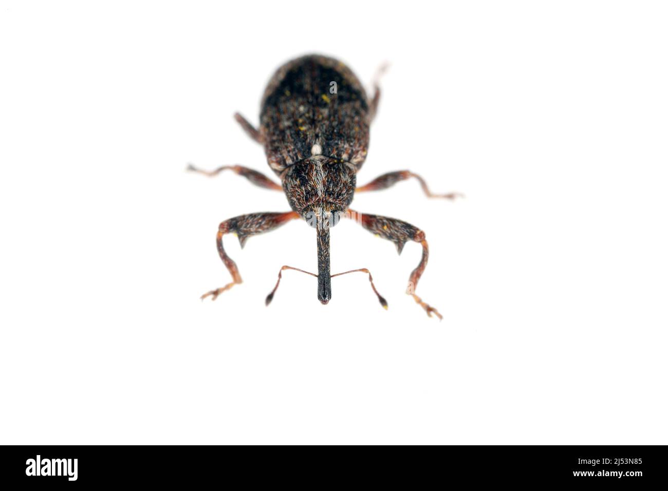 Fiore di mele (Anthonomus pomorum). Uno dei più importanti pesti di alberi di mela in frutteti e giardini. Foto Stock