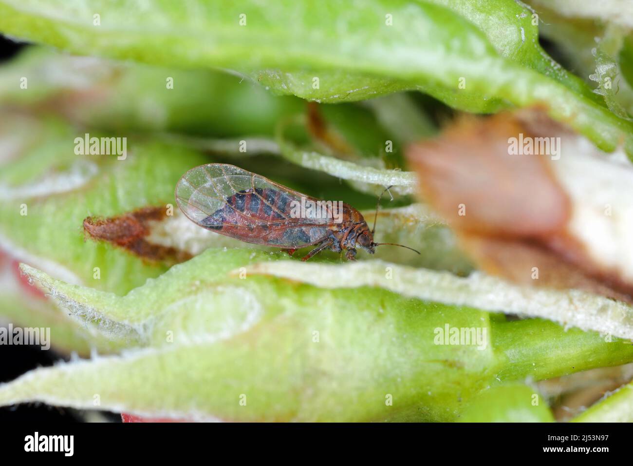 Pera sucker Cacopsylla pirisuga è un parassita di pera europea - Pyrus communis causa foglie arrotolate o piegate in frutteti e giardini. Un insetto su pera. Foto Stock