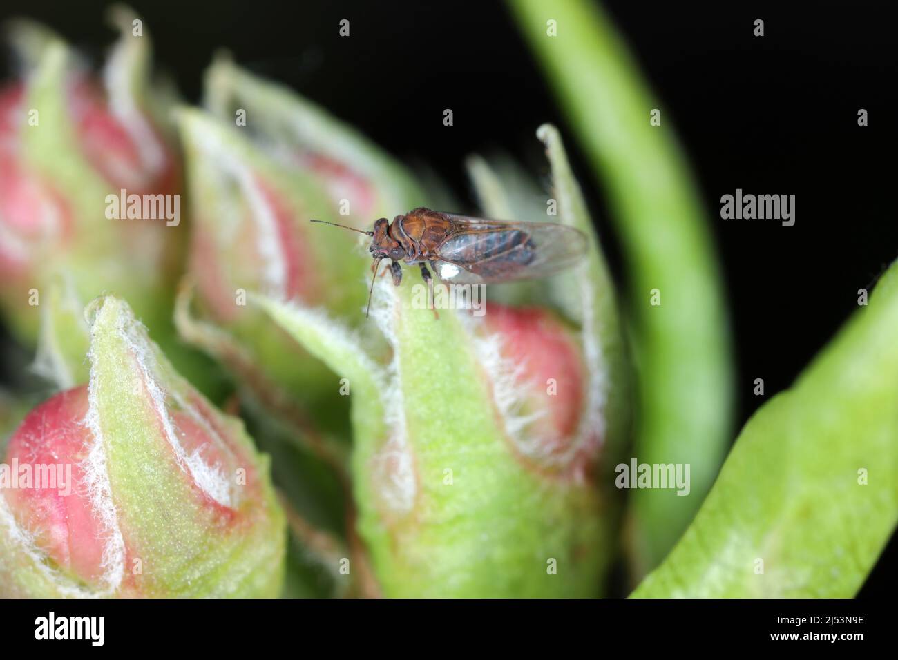 Pera sucker Cacopsylla pirisuga è un parassita di pera europea - Pyrus communis causa foglie arrotolate o piegate in frutteti e giardini. Un insetto su pera. Foto Stock