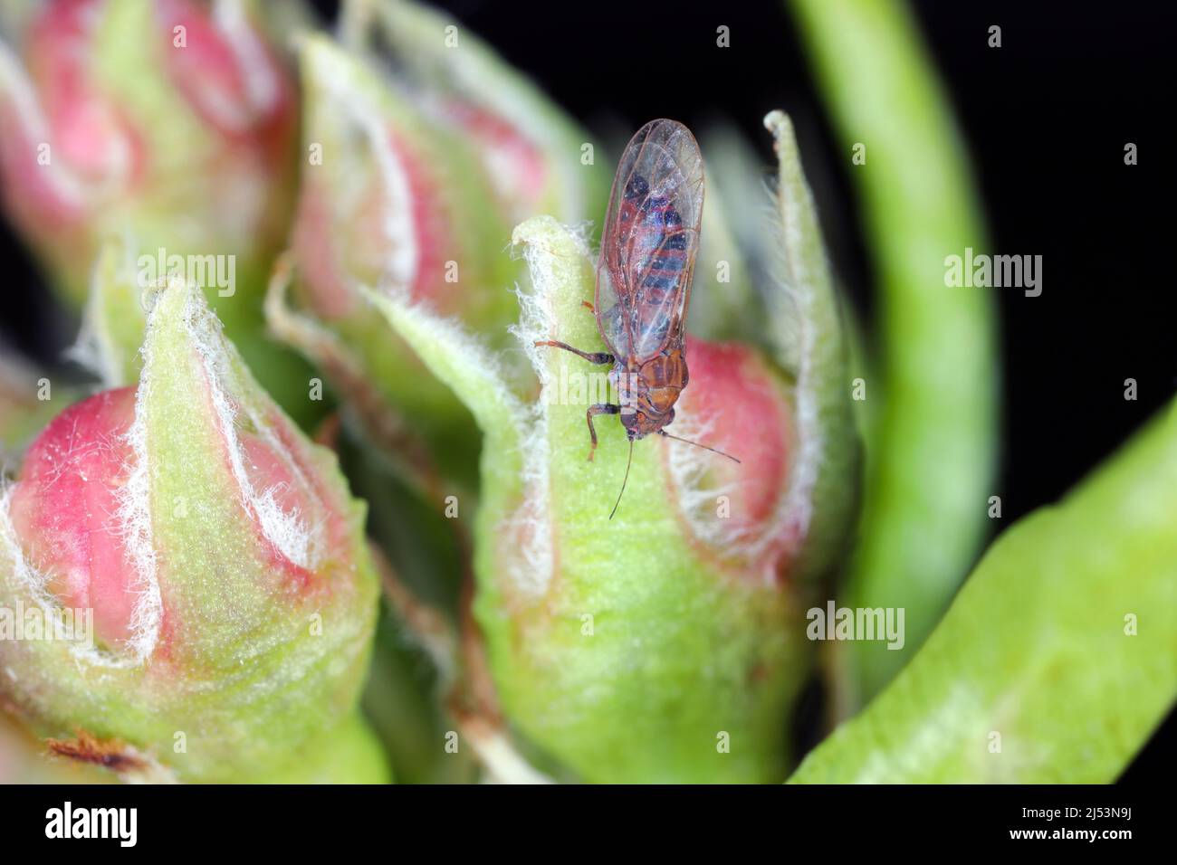 Pera sucker Cacopsylla pirisuga è un parassita di pera europea - Pyrus communis causa foglie arrotolate o piegate in frutteti e giardini. Un insetto su pera. Foto Stock