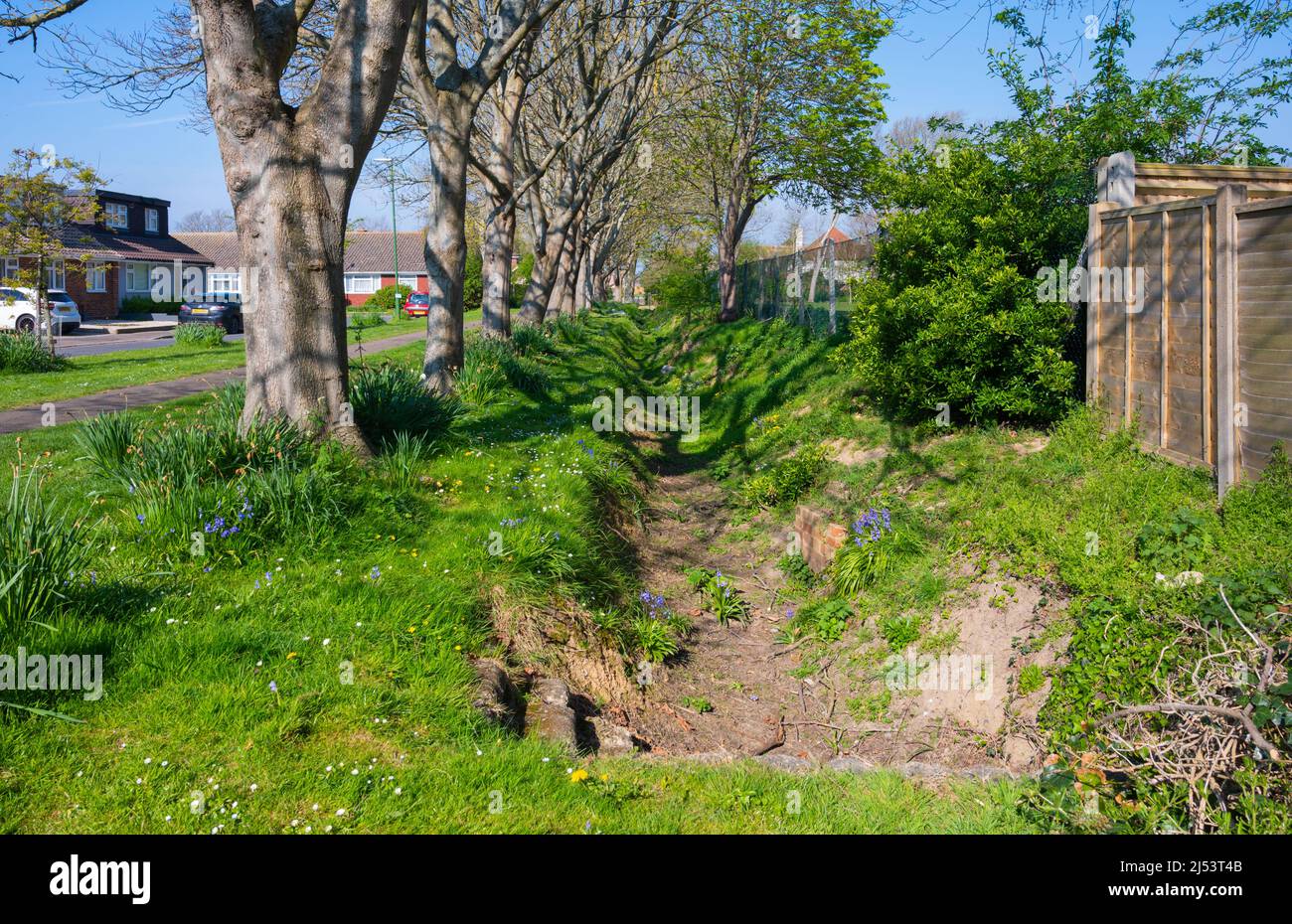 Due acri, una piccola copse (un piccolo bosco) con un fossato di drenaggio dell'acqua accanto a Spring in East Preston, West Sussex, Inghilterra, Regno Unito. Foto Stock
