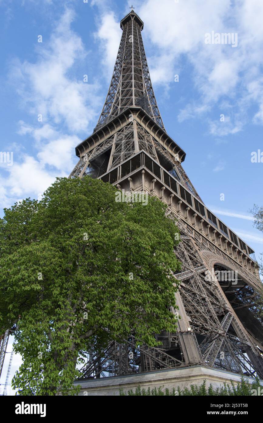 Parigi, Francia, Europa: Un albero con vista dal basso della Torre Eiffel, torre di metallo completata nel 1889 per l'esposizione universale Foto Stock