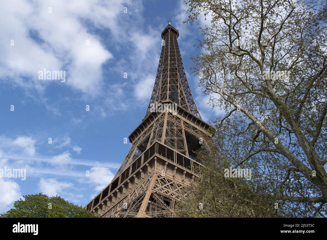 Parigi, Francia, Europa: Un albero con vista dal basso della Torre Eiffel, torre di metallo completata nel 1889 per l'esposizione universale Foto Stock