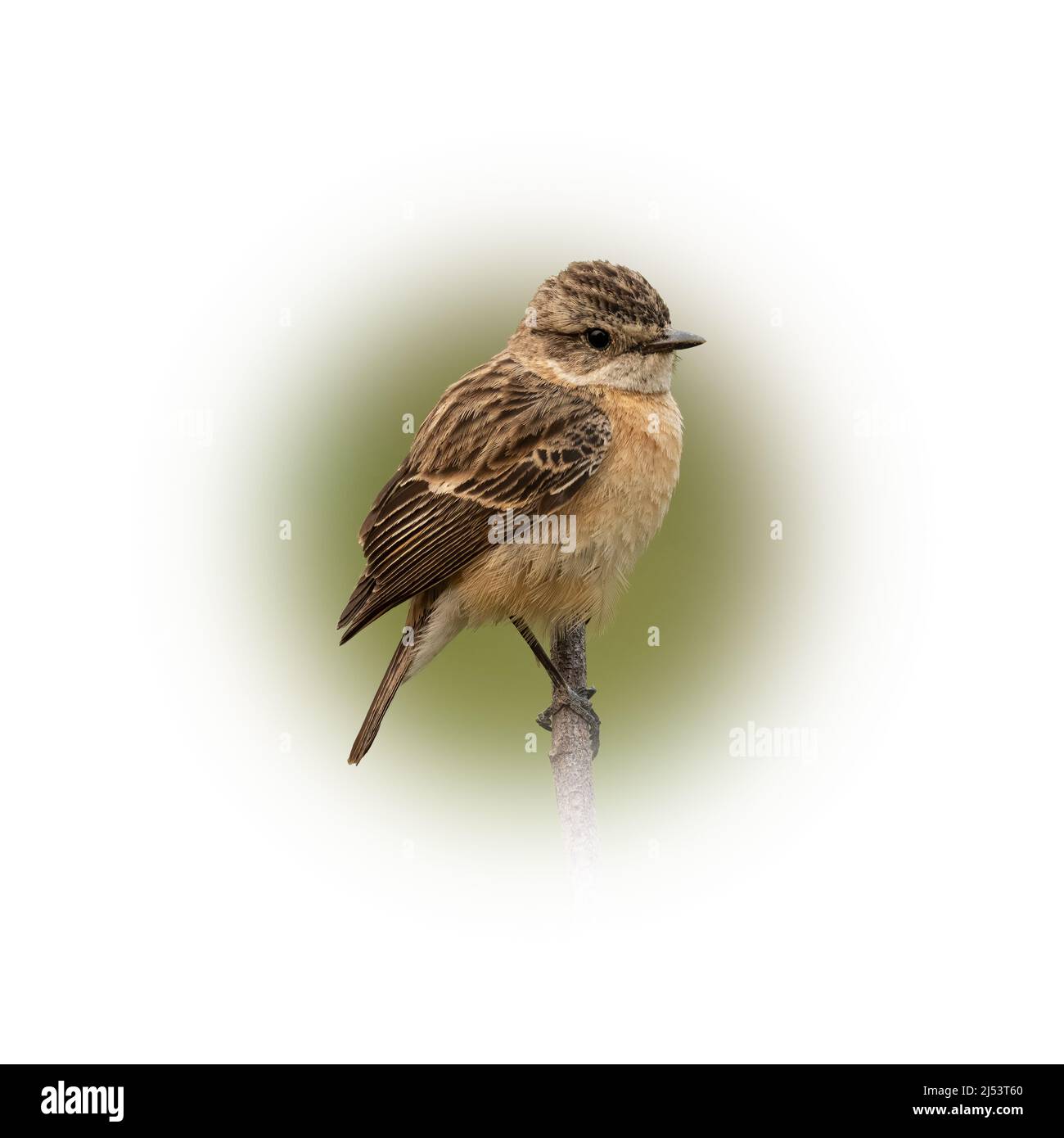 Donna Eastern Stonechat che si aggirano su un posatoio guardando in una distanza isolata su sfondo sfumato rotondo sfocato Foto Stock