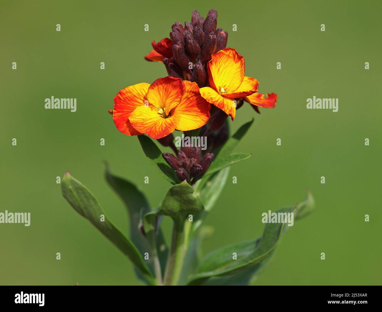 Fiore rosso giallo di Wallflower, Erysimum cheiri Foto Stock