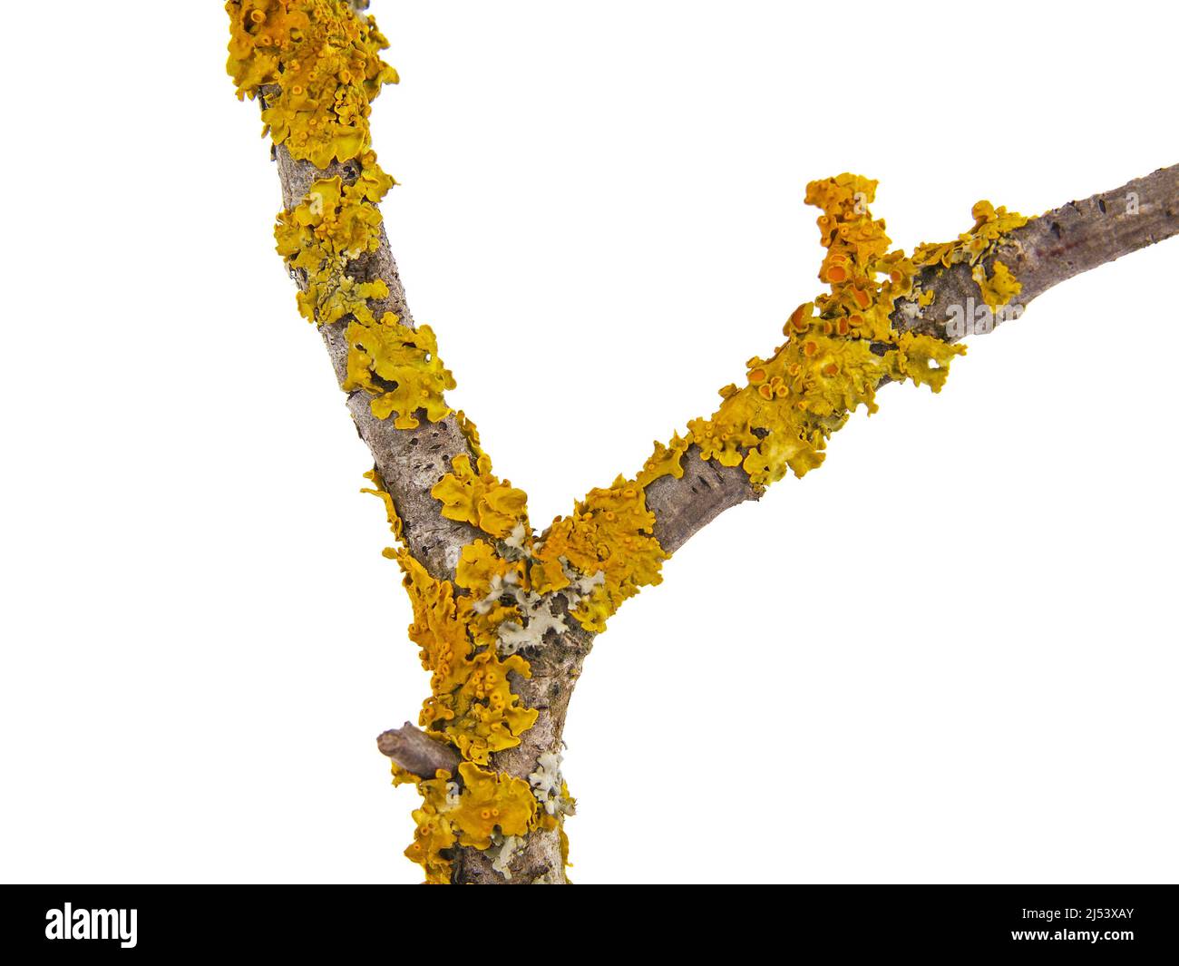 Lichen arancione giallo, Xantoria parietina, coltivato su un ramo di albero, isolato su bianco Foto Stock