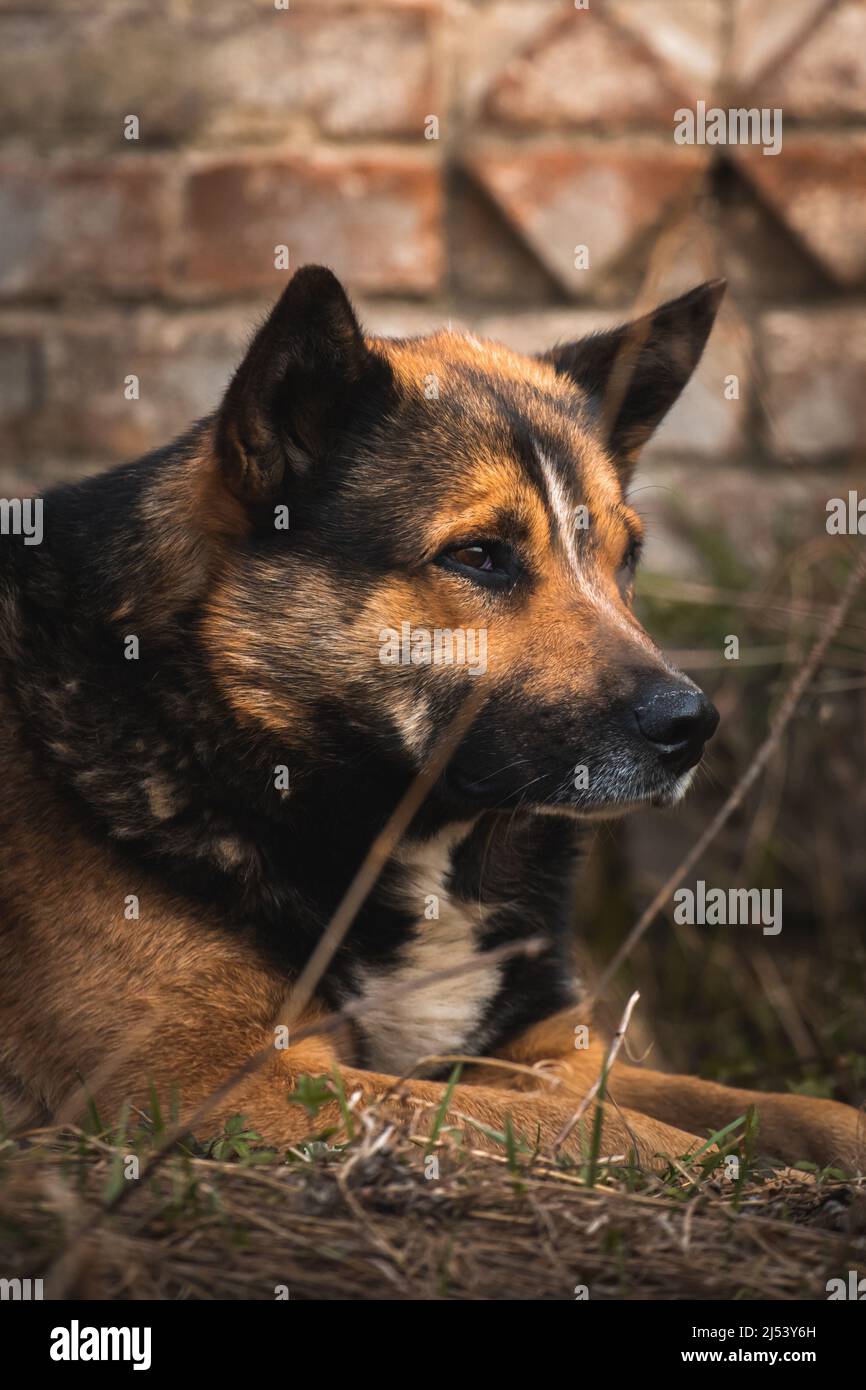 Ritratto di cane abbandonato e senza casa foto Foto Stock