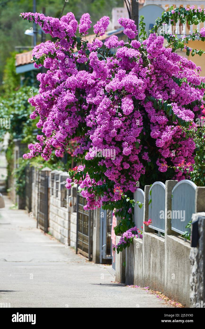Cespuglio fiorito di bougainvillea magenta alla recinzione Foto Stock