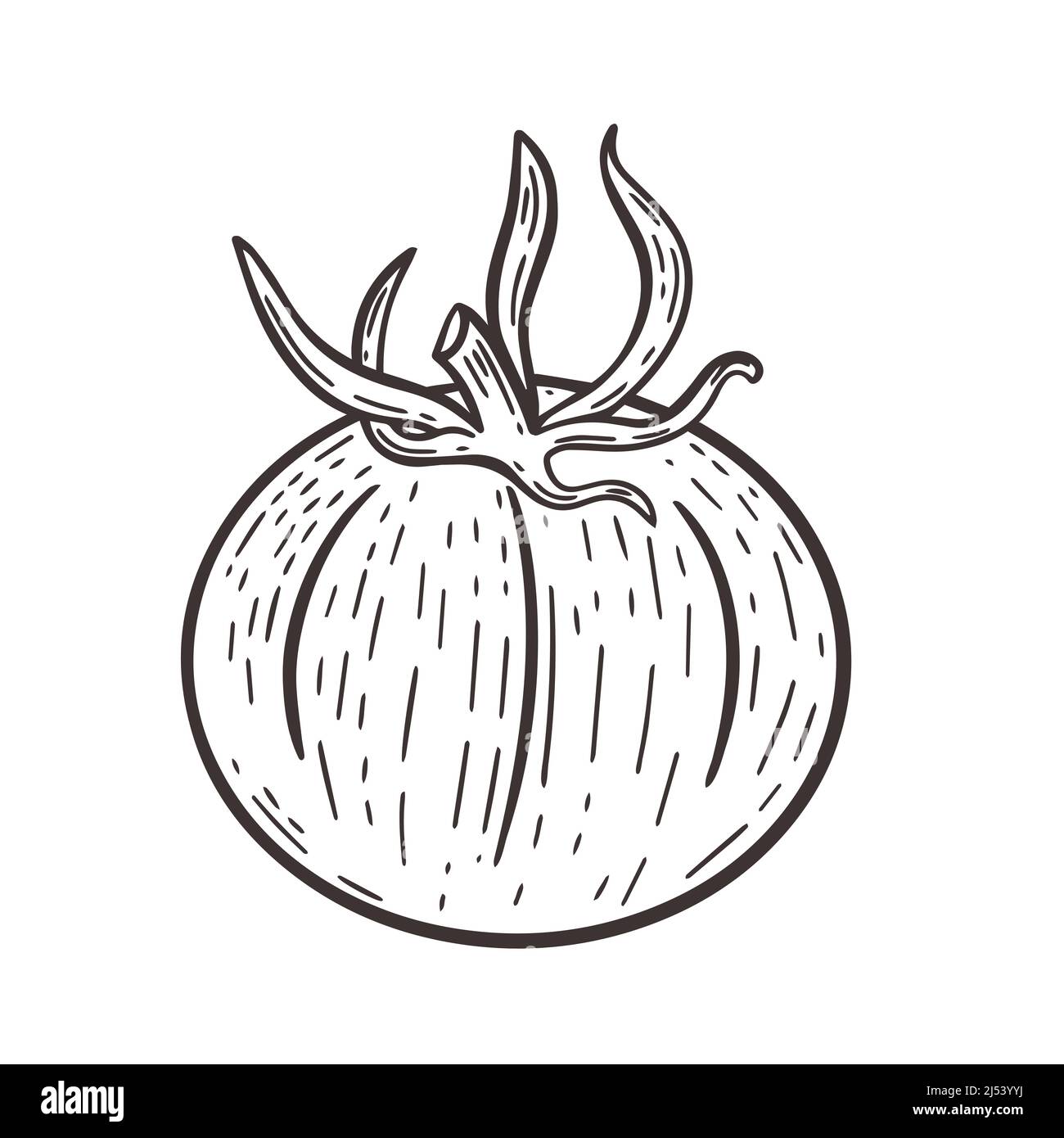 Pomodoro incisione disegnata a mano vintage vettore illustrazione nera Illustrazione Vettoriale