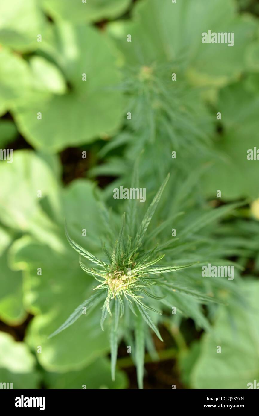 Piante di cannabis verde in giardino in estate Foto Stock